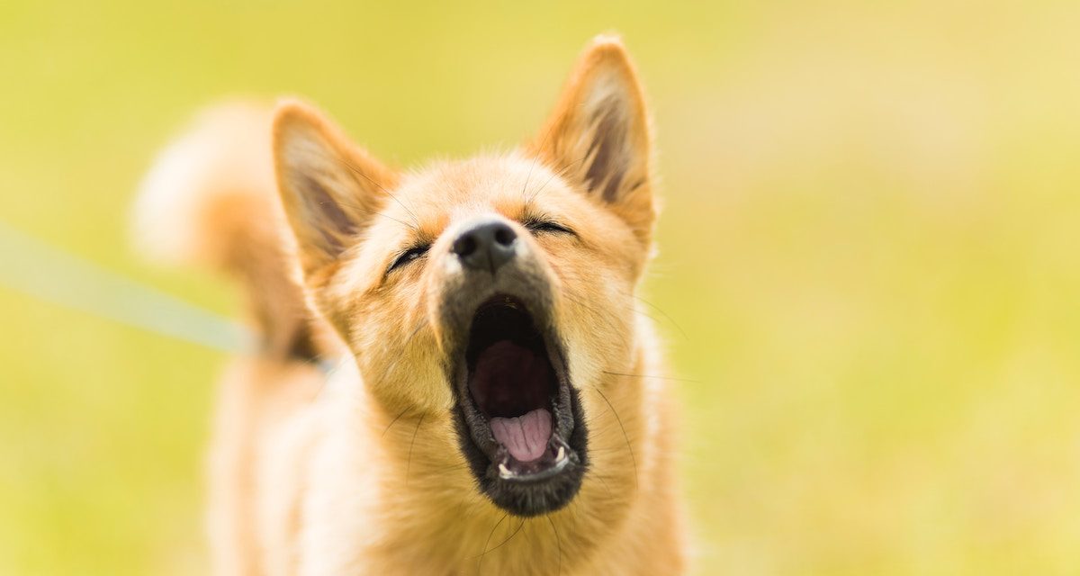 New penalties for nuisance dogs in RDOS