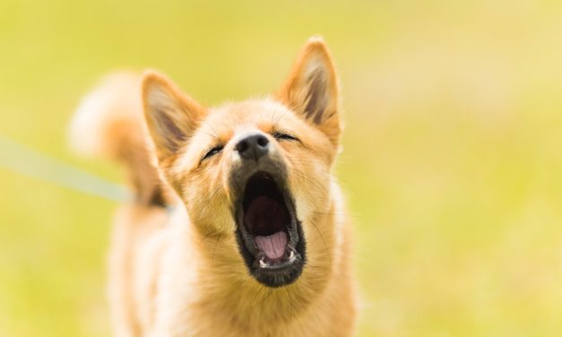 New penalties for nuisance dogs in RDOS