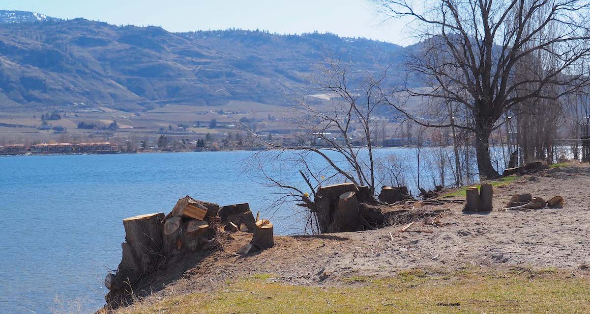 Osoyoos hears plea to preserve mature trees