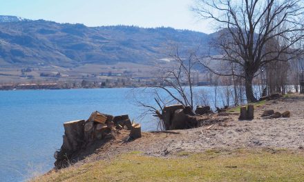 Osoyoos hears plea to preserve mature trees