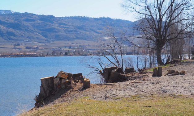 Osoyoos hears plea to preserve mature trees