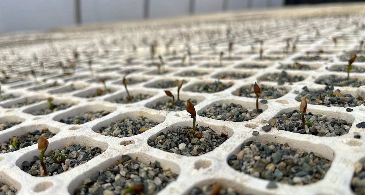 Nk’Mip Wildfire restoration gets 70,000 tree boost