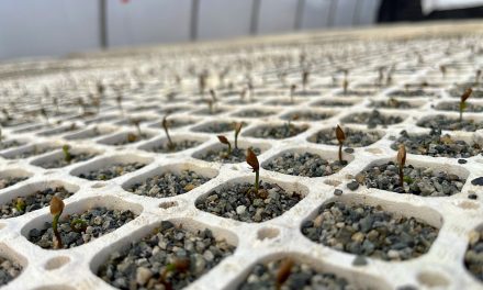 Nk’Mip Wildfire restoration gets 70,000 tree boost