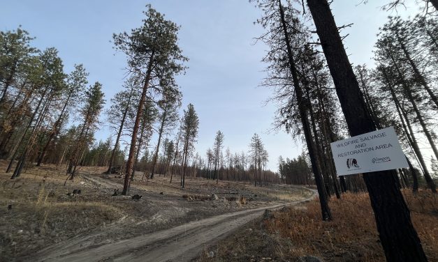 Nk’Mip wildfire recovery project receiving praise