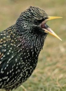 starling_2_p3676400