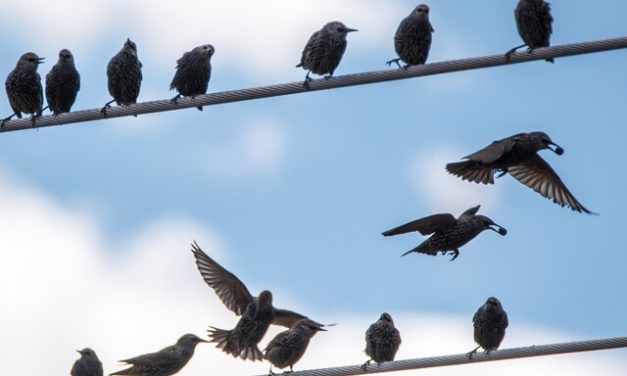 Starlings still invading South Okanagan