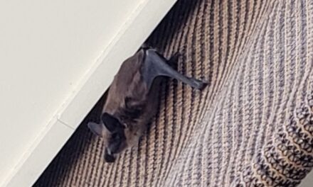 Awnings, roller blinds may be killing bats