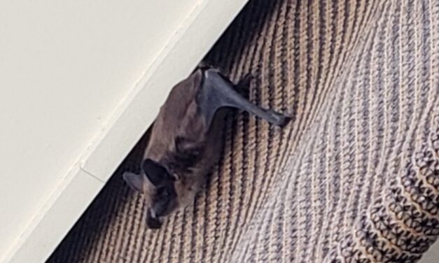 Awnings, roller blinds may be killing bats