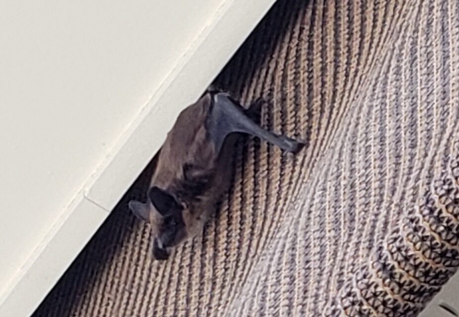 Awnings, roller blinds may be killing bats TimesChronicle.ca