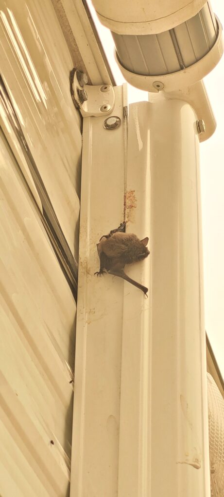 Injured bat in awning_byTroyCorbin