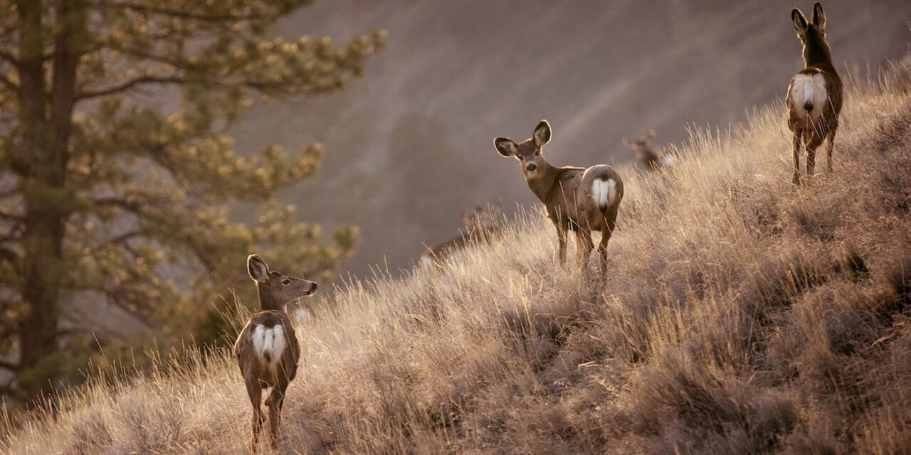 ‘Zombie deer’ disease in BC requires rapid response