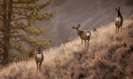 ‘Zombie deer’ disease in BC requires rapid response