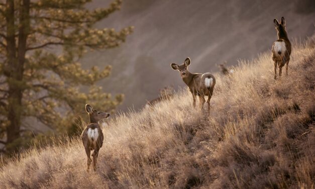 ‘Zombie deer’ disease in BC requires rapid response
