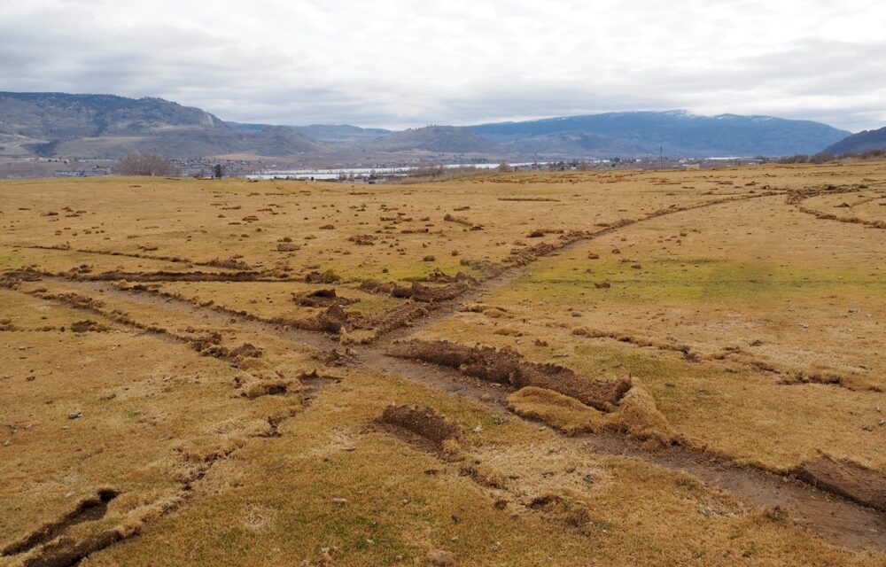 Vandals tear up fairway at Osoyoos Golf Club