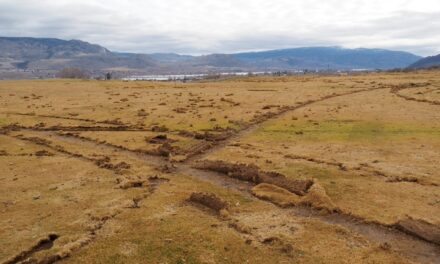 Vandals tear up fairway at Osoyoos Golf Club