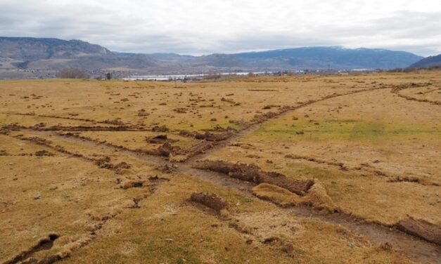 Vandals tear up fairway at Osoyoos Golf Club