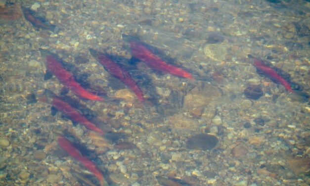 Record salmon run thanks to concerted conservation effort
