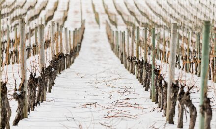 ‘Catastrophic’ grape losses from extreme cold event