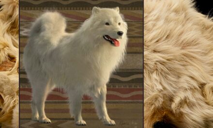 Researchers study 160-year-old woolly dog pelt