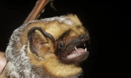 Bat-friendly gardening in the South Okanagan