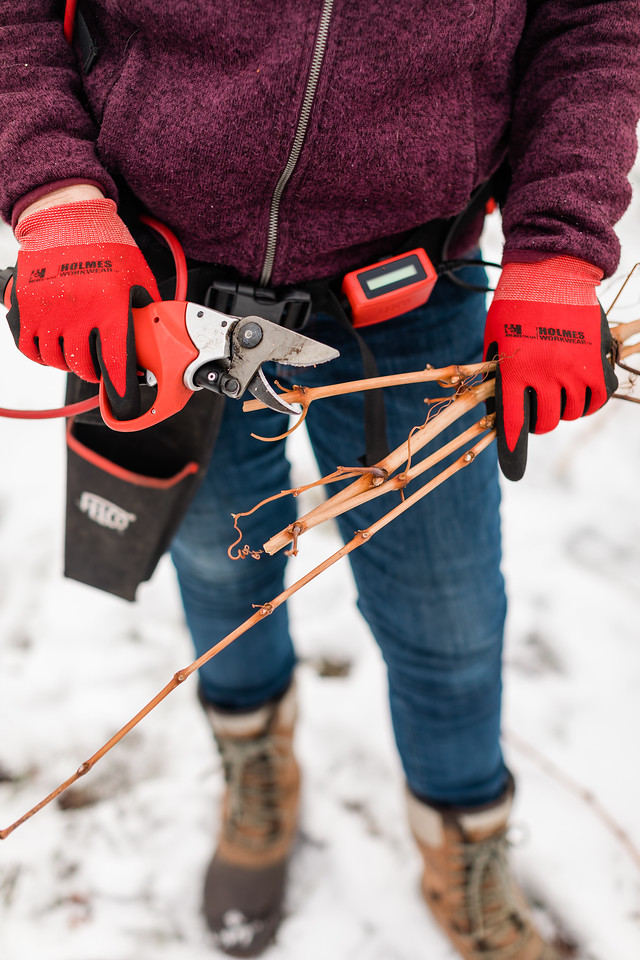 grape vine pruning