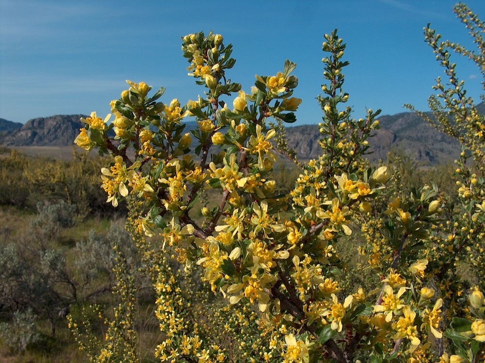 Osoyoos Desert Centre - Antelope Brush in Bloom