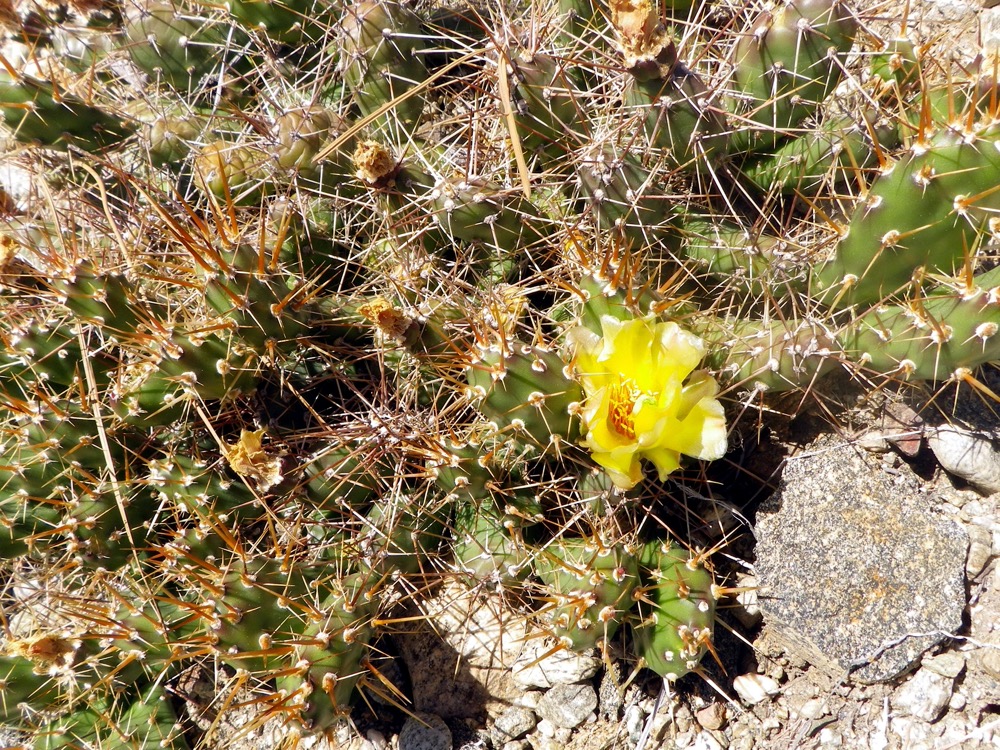 Osoyoos Desert Centre - Prickly Pear Cactus