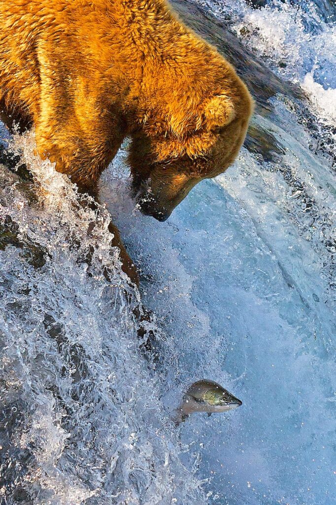 Grizzly_Bear_Fishing