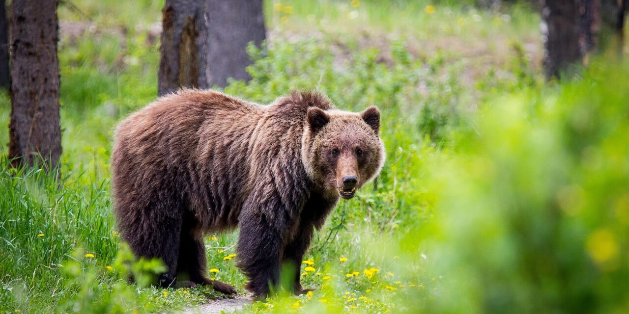 Okanagan Nation celebrates grizzly bear reintroduction plan