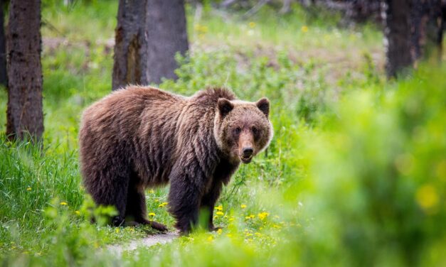 Okanagan Nation celebrates grizzly bear reintroduction plan