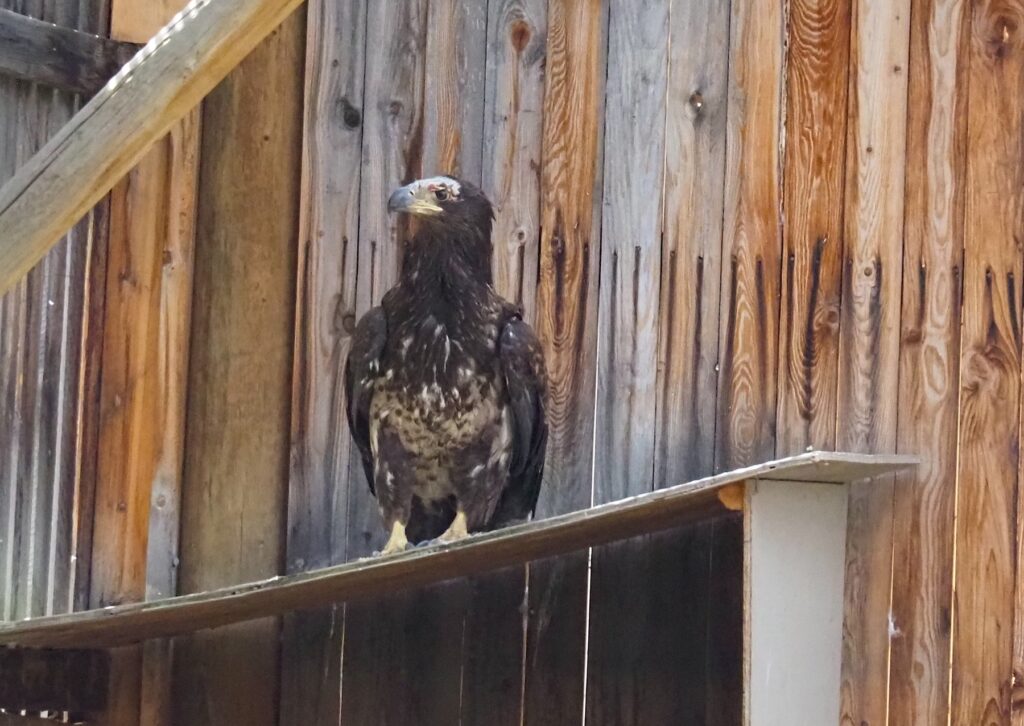 Golden Eagle sorco