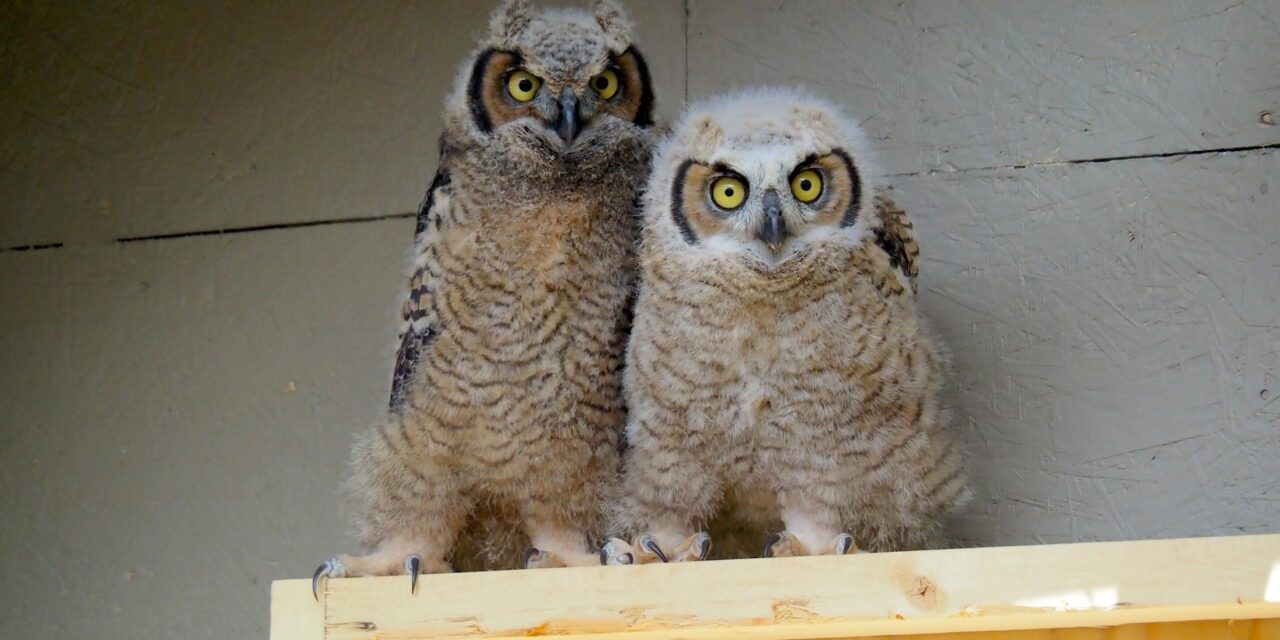 Throngs of visitors at raptor rehab open house