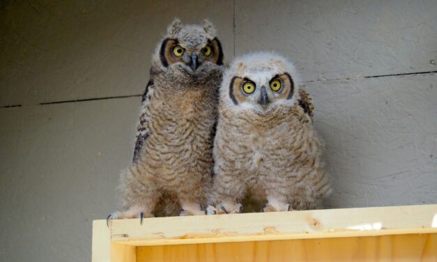 Throngs of visitors at raptor rehab open house