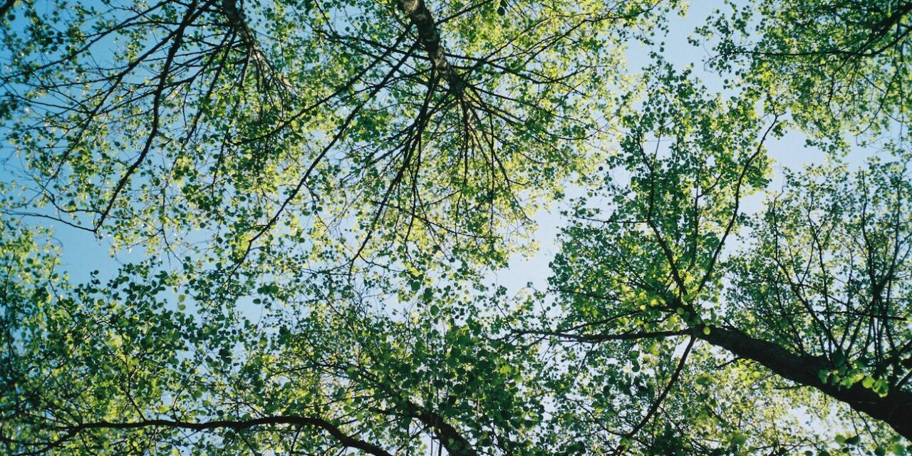 Prioritizing maintenance of the tree canopy in Oliver
