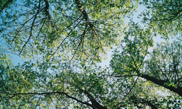 Prioritizing maintenance of the tree canopy in Oliver