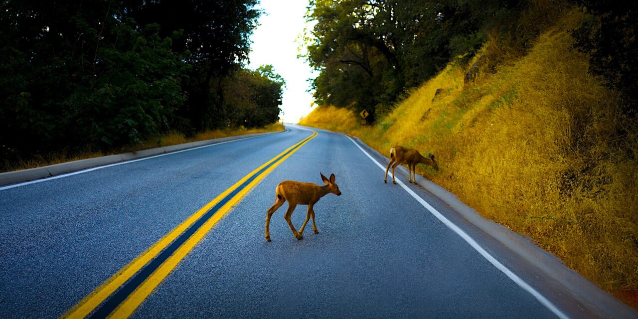 Okanagan drivers urged to be on alert for wildlife