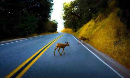 Okanagan drivers urged to be on alert for wildlife
