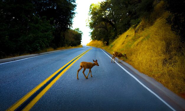 Okanagan drivers urged to be on alert for wildlife