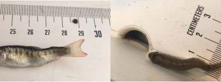 Whirling disease next front in war on invasive species