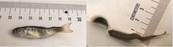 Whirling disease next front in war on invasive species