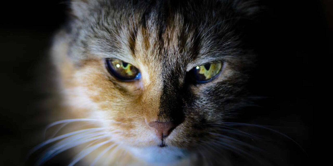 Oliver hears plea to take acton on roaming cats