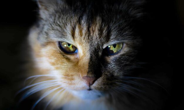 Oliver hears plea to take acton on roaming cats 