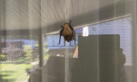 August is learning to fly time for bats