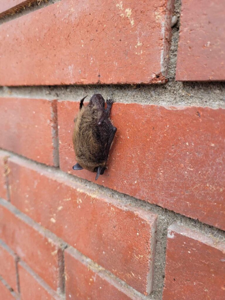 bat