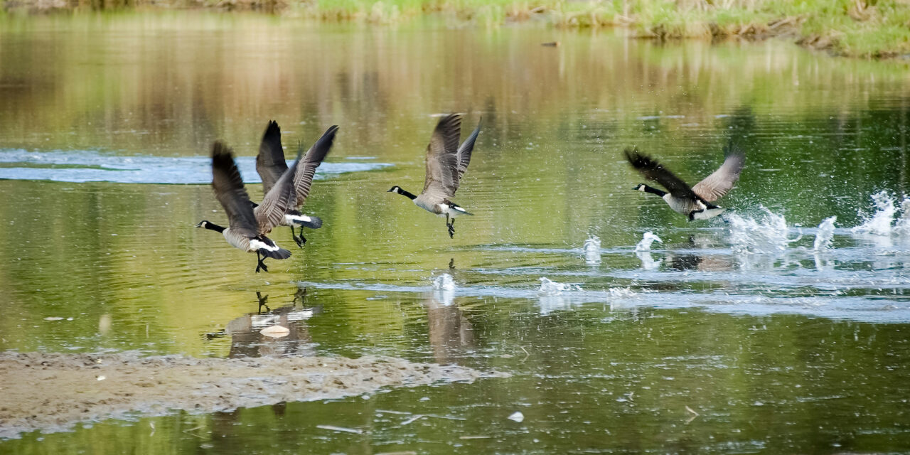 Wanted: More goose hunters in Oliver