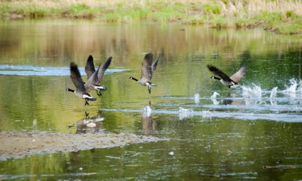 Wanted: More goose hunters in Oliver