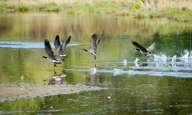 Confirmed cases of Avian Flu in Oliver