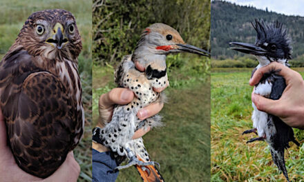 Annual bird migration open house on at Vaseux this weekend