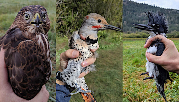 Annual bird migration open house on at Vaseux this weekend