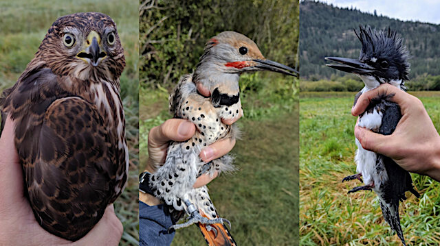 Annual bird migration open house on at Vaseux this weekend